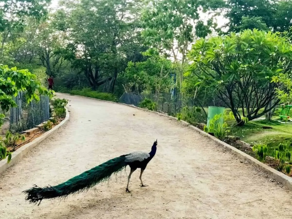 Peacocks in KBR